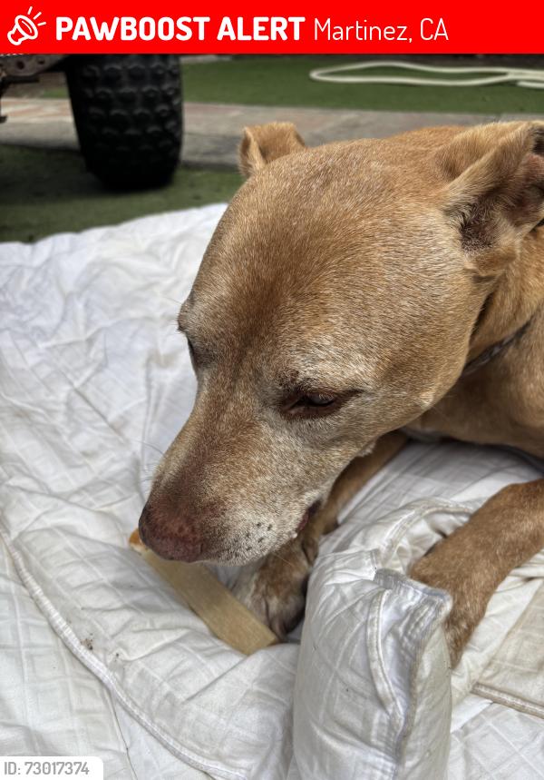 Lost Male Dog last seen Near Sycamore Street, Martinez Ca, Martinez, CA 94553