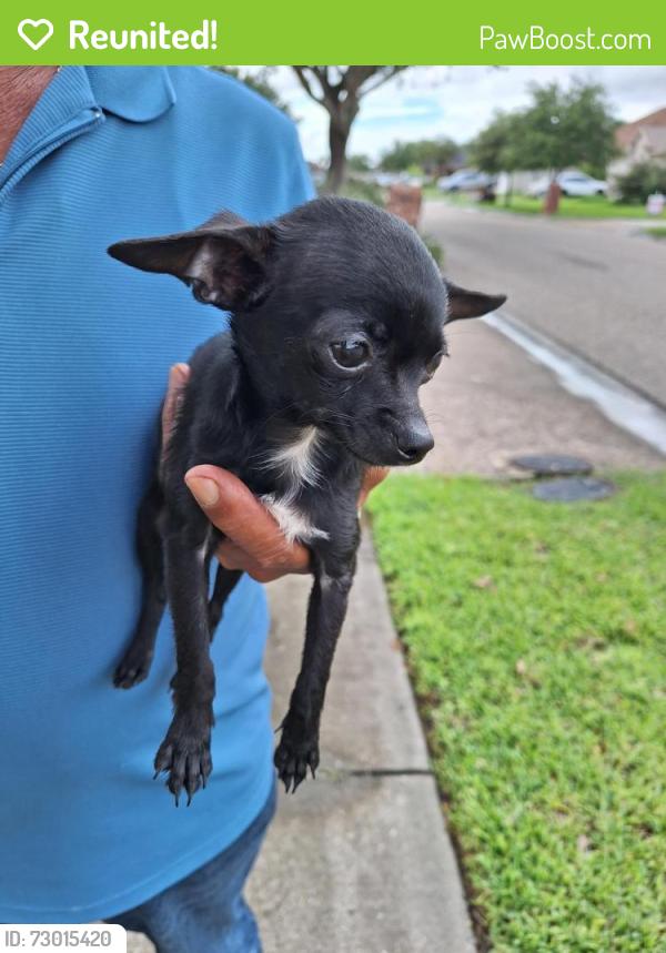 Reunited Female Dog last seen Queen Jane st, Corpus Christi, TX 78414