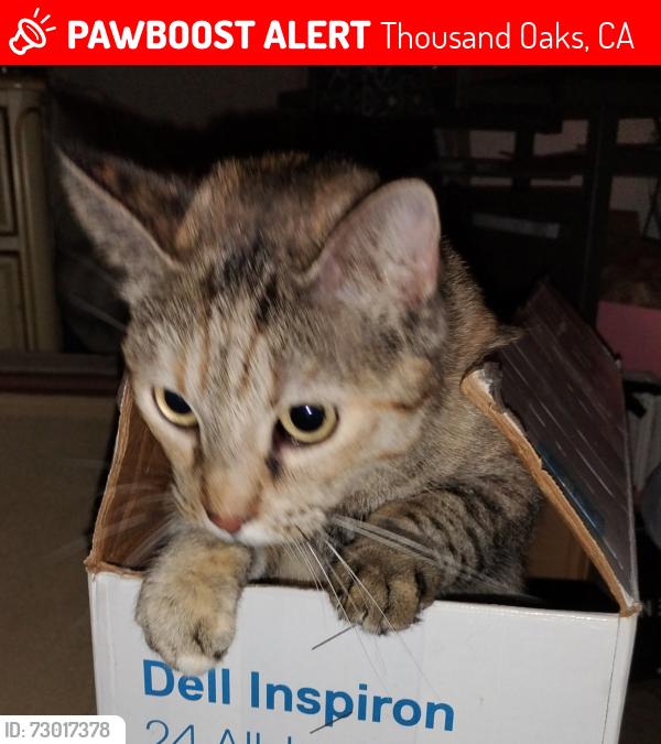 Lost Female Cat last seen Buy Kohl's department store at Adrian & Jerome, Thousand Oaks, CA 91320
