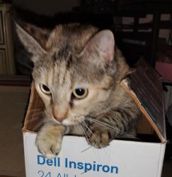 Lost Female Cat last seen Buy Kohl's department store at Adrian & Jerome, Thousand Oaks, CA 91320