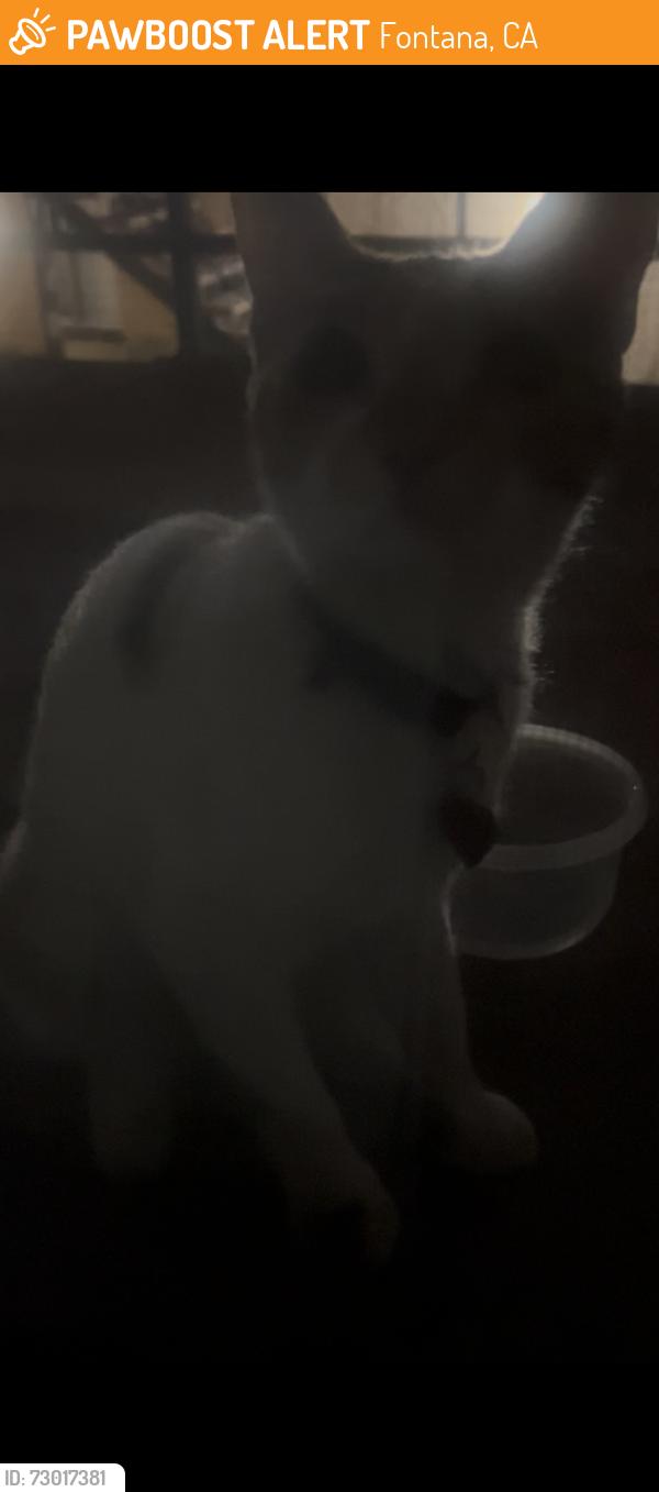 Found/Stray Unknown Cat last seen John’s Liquor , Fontana, CA 92335