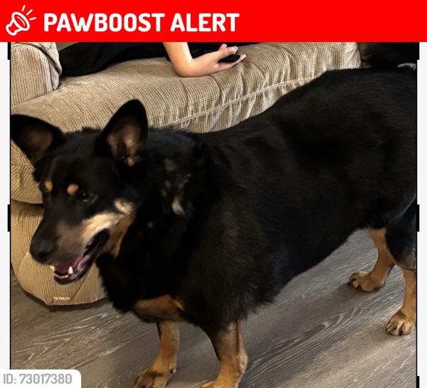 Lost Male Dog last seen Near county rd Cliffwood nj, Aberdeen Township, NJ 07721