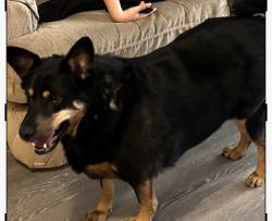 Lost Male Dog last seen Near county rd Cliffwood nj, Aberdeen Township, NJ 07721