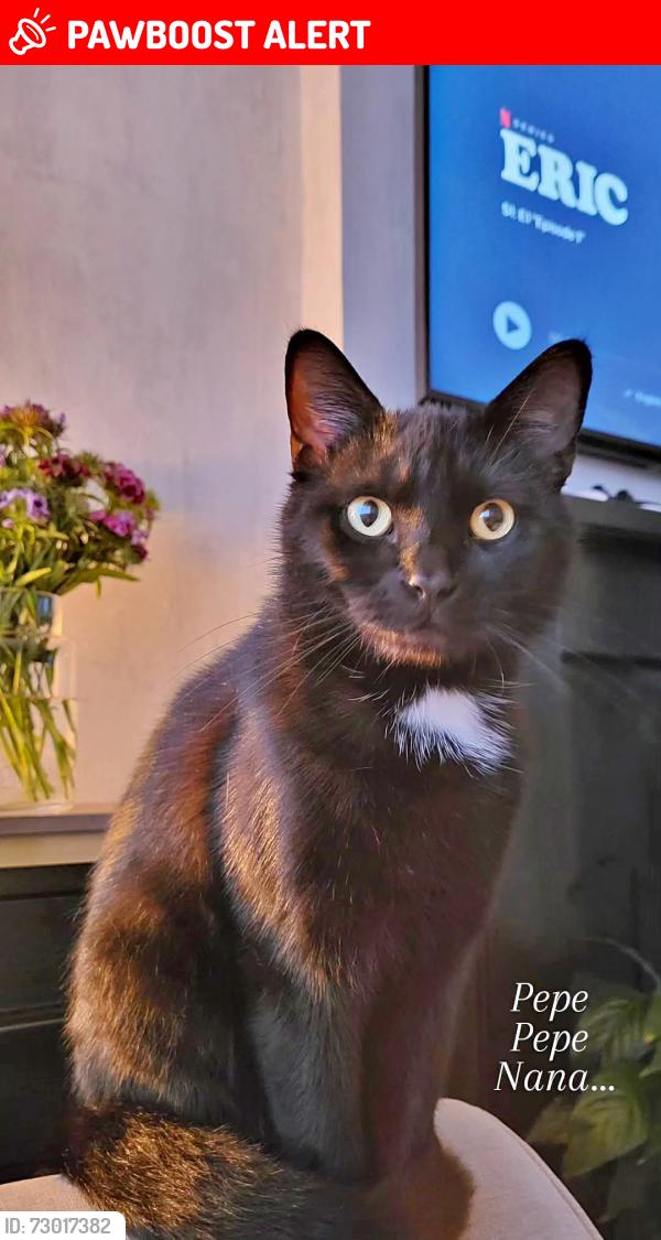 Lost Male Cat last seen Broughton baths , Greater Manchester, England M7 2YG