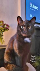Lost Male Cat last seen Broughton baths , Greater Manchester, England M7 2YG