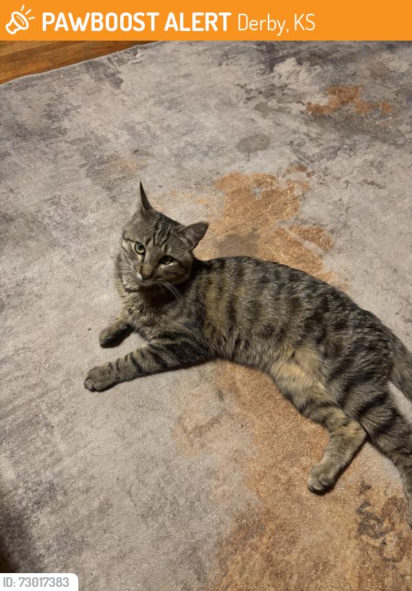 Found/Stray Male Cat last seen Greenway and Baltimore, Derby, KS 67037