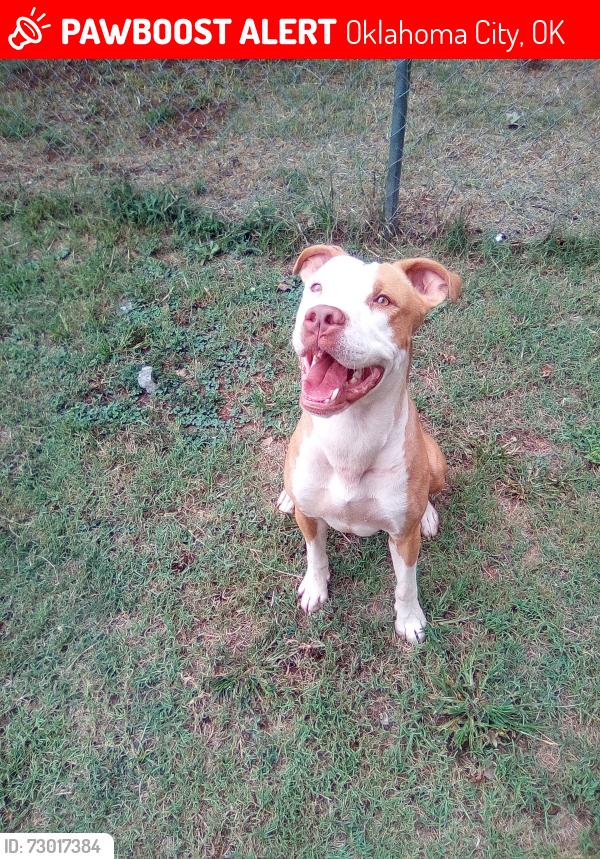 Lost Male Dog last seen Sw 20th and macarthur Blvd, Oklahoma City, OK 73128