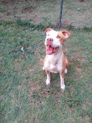 Lost Male Dog last seen Sw 20th and macarthur Blvd, Oklahoma City, OK 73128