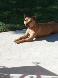 Lost Female Dog last seen Gratiot and 24 Mile Rd Chesterfield MI , Chesterfield, MI 48047
