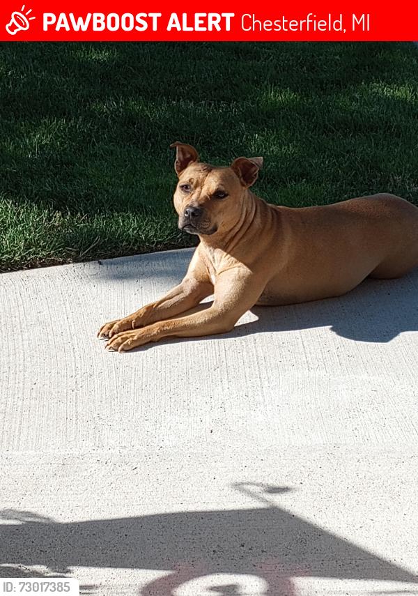 Lost Female Dog last seen Gratiot and 24 Mile Rd Chesterfield MI , Chesterfield, MI 48047