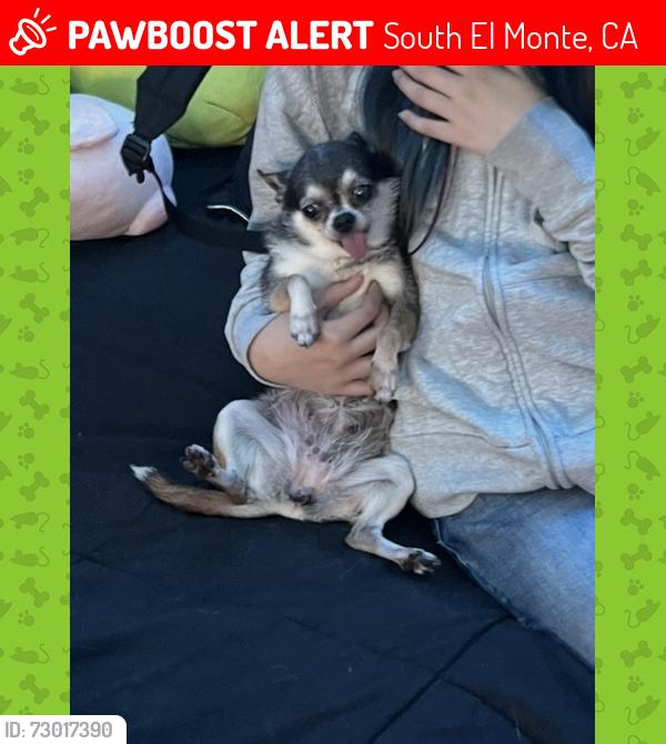 Lost Female Dog last seen Near Garvey av, South El Monte, CA 91733