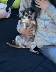 Lost Female Dog last seen Near Garvey av, South El Monte, CA 91733