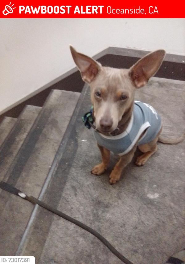 Lost Male Dog last seen Solana beach , Oceanside, CA 92054