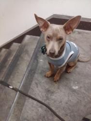 Lost Male Dog last seen Solana beach , Oceanside, CA 92054