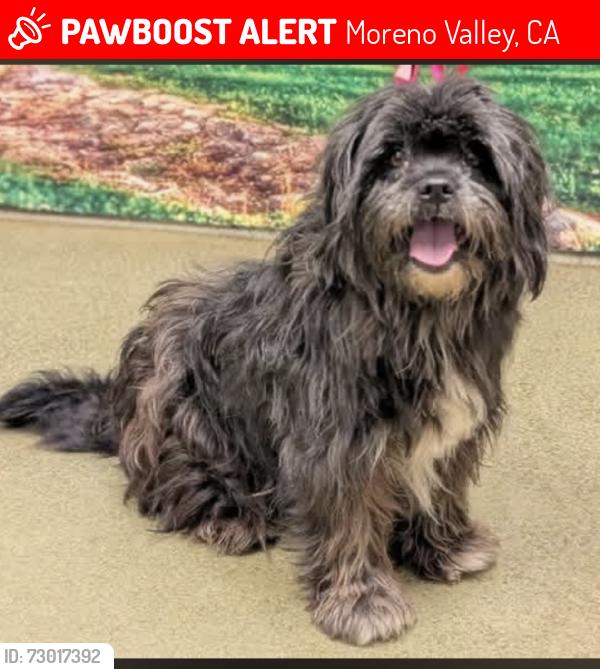 Lost Male Dog last seen Near Atwood Ave., Moreno Valley, CA 92553