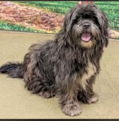 Lost Male Dog last seen Draecea & Indian , Moreno Valley, CA 92553