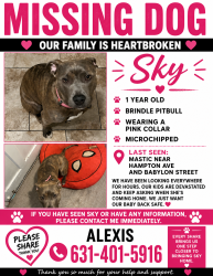Reunited Female Dog last seen Hampton Ave and Babylon, Mastic, NY 11950