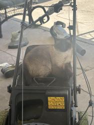 Lost Male Cat last seen Medows park, Sunset, UT 84015