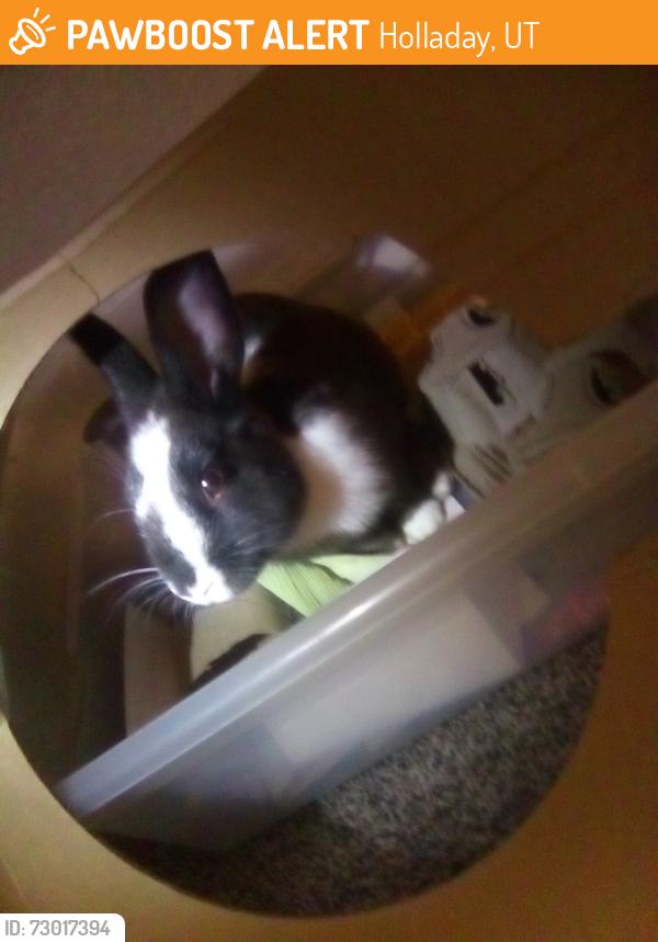 Found/Stray Unknown Rabbit last seen Maverick gas station 4500 s , Murray, UT 84107