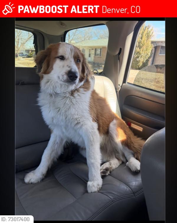 Lost Male Dog last seen Harvard and patton, Denver, CO 80219