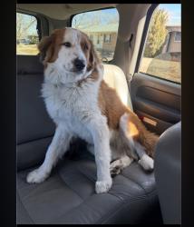 Lost Male Dog last seen Harvard and patton, Denver, CO 80219