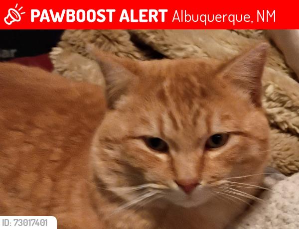 Lost Male Cat last seen West Bluff Park, Albuquerque, NM 87120
