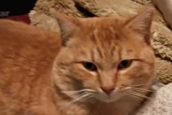 Lost Male Cat last seen West Bluff Park, Albuquerque, NM 87120