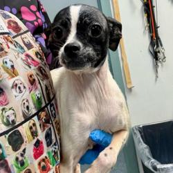 Shelter Stray Female Dog last seen Near 21st Ave, Oakland, CA, 1101 29th Ave, Oakland, CA 94601, USA