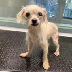 Shelter Stray Female Dog last seen Near 21st Ave, Oakland, CA, 1101 29th Ave, Oakland, CA 94601, USA