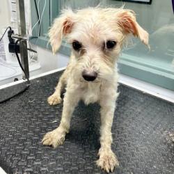 Shelter Stray Female Dog last seen Near 21st Ave, Oakland, CA, 1101 29th Ave, Oakland, CA 94601, USA
