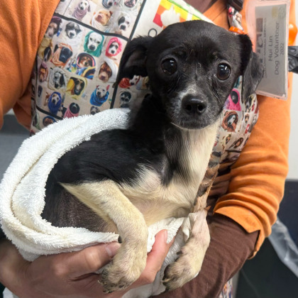 Shelter Stray Female Dog last seen Near 21st Ave, Oakland, CA, 1101 29th Ave, Oakland, CA 94601, USA