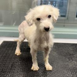 Shelter Stray Female Dog last seen Near 21st Ave, Oakland, CA, 1101 29th Ave, Oakland, CA 94601, USA