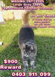 Lost Male Cat last seen ludwig square, Acacia Terrace, Bidwill NSW 2770, Bidwill, NSW 2770