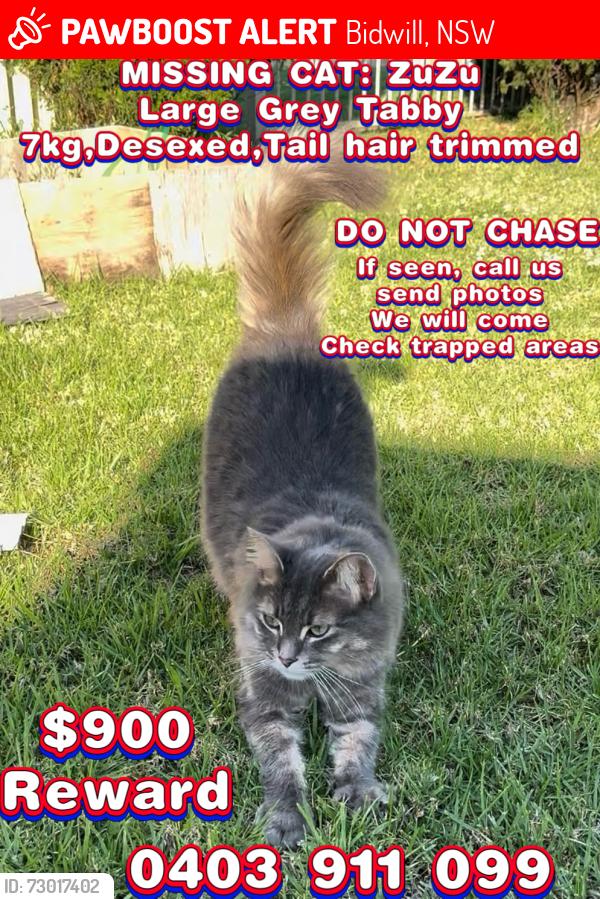 Lost Male Cat last seen ludwig square, Acacia Terrace, Bidwill NSW 2770, Bidwill, NSW 2770