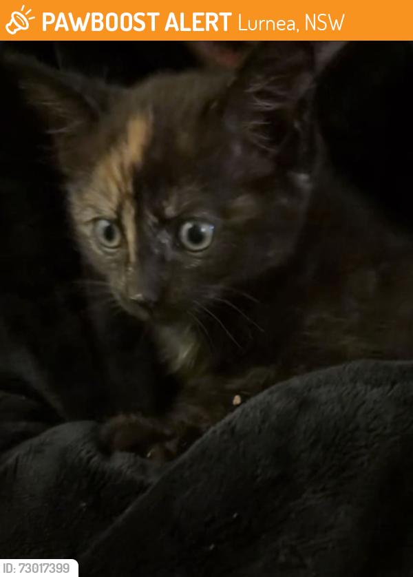 Found/Stray Unknown Cat last seen Inside car tyre, Lurnea, NSW 2170