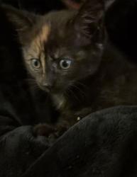 Found/Stray Unknown Cat last seen Inside car tyre, Lurnea, NSW 2170