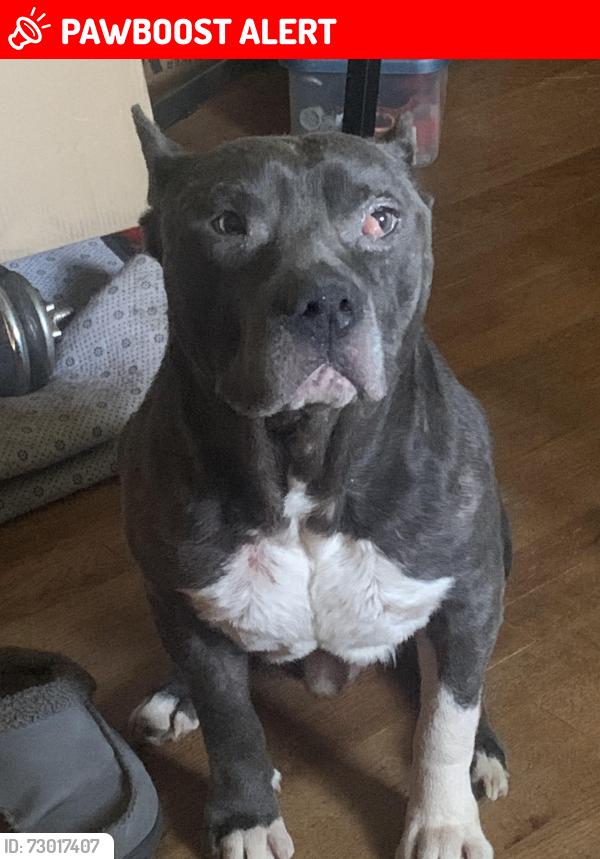 Lost Male Dog last seen E 16th Street, North Little Rock, AR 72114