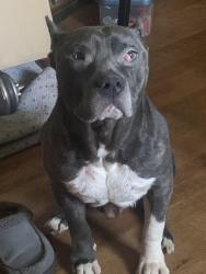 Lost Male Dog last seen E 16th Street, North Little Rock, AR 72114