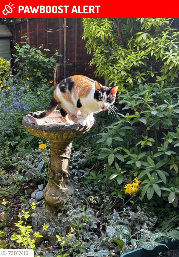 Lost Female Cat last seen Around Hampden crescent , Berkshire, England RG12 9NW