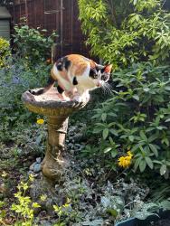 Lost Female Cat last seen Around Hampden crescent , Berkshire, England RG12 9NW