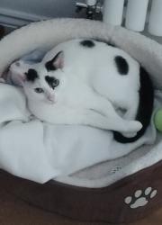 Lost Female Cat last seen Milton Keynes, Medbourne , Medbourne, England MK5 6FE