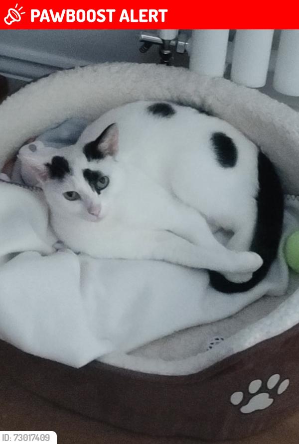 Lost Female Cat last seen Milton Keynes, Medbourne , Medbourne, England MK5 6FE