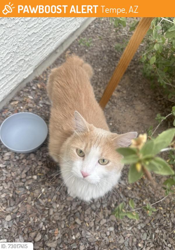 Found/Stray Male Cat last seen kyrene and baseline, Tempe, AZ 85283