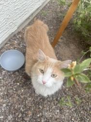 Found/Stray Male Cat last seen kyrene and baseline, Tempe, AZ 85283