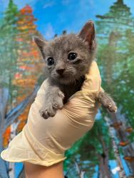 Shelter Stray Male Cat last seen Bexar County, 3353 Morningside Dr, New Braunfels, TX 78132, USA