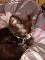 Lost Female Cat last seen Loma Vista subdivision, Redding, CA 96002