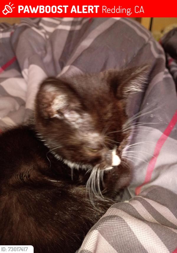 Lost Female Cat last seen Loma Vista subdivision, Redding, CA 96002