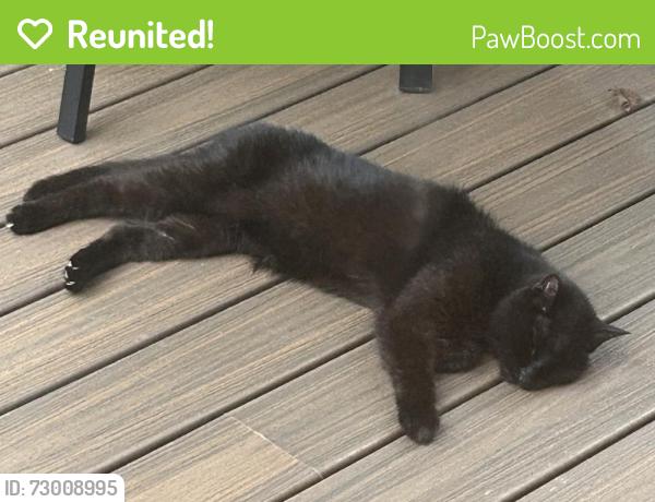 Reunited Male Cat last seen Rolling Knoll Ct at the trail in the forest, Springfield, VA 22153