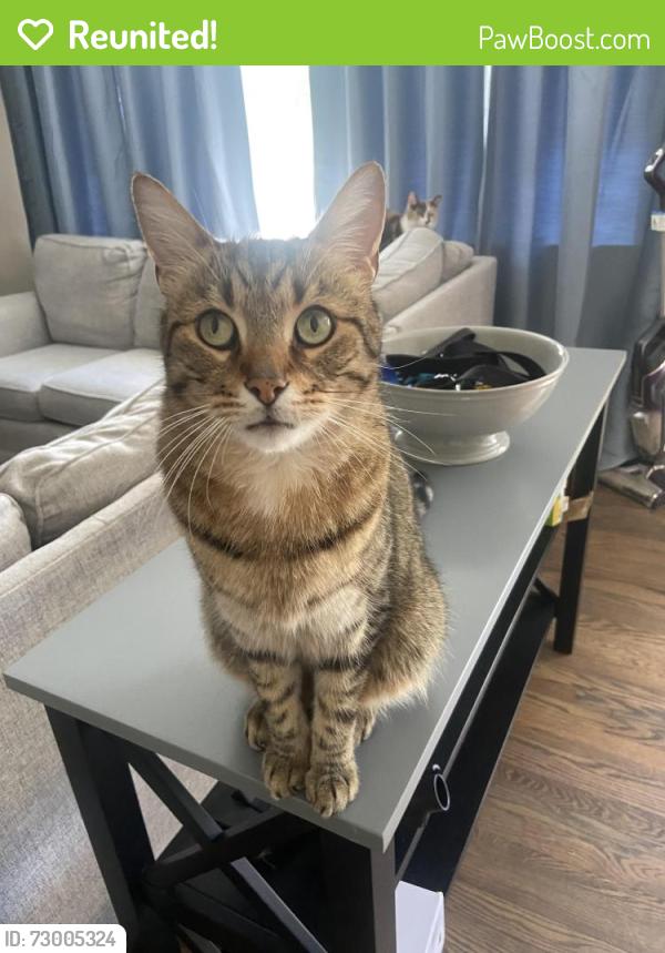 Reunited Male Cat last seen Parkview circle and Sherman Terrace, Mason, OH 45040