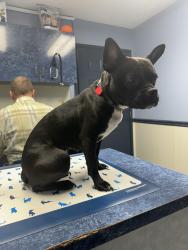 Lost Female Dog last seen West Florissant Ave, Ferguson, MO 63135